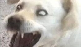 狗狗吃瓜震惊表情包,萌宠界的“震惊时刻”