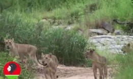 吃瓜捕猎