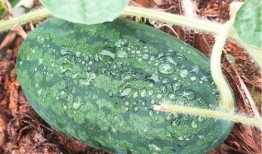 搜索吃瓜,吃瓜群众如何成为幕后推手