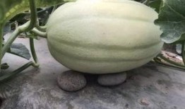 吃瓜的瓜怎么找,揭秘网络流行语的奥秘