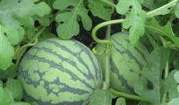 孕妇可以吃胶瓜吗,胶瓜的适宜食用与注意事项