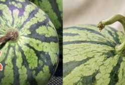 香港最新吃瓜,明星幕后故事大曝光