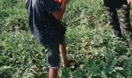 村民爆料吃瓜视频