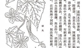 古人都怎么吃瓜,揭秘古人“吃瓜”的雅俗生活