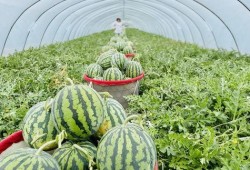 瓜农吃麒麟瓜,揭秘神秘果实的传奇故事