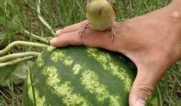 阿绿吃大瓜,揭秘大瓜背后的故事