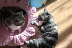 一只猫吃瓜,猫咪吃瓜大揭秘