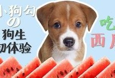 吃瓜娱乐小狗,小狗带你领略萌宠界的欢乐时光