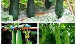 吃瓜真实吗,是娱乐还是谣言？