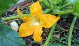 瓜是花还是瓜吃花,探寻自然界的奇妙轮回