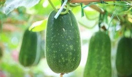 瓜妈吃粉,一场味蕾与情感的盛宴