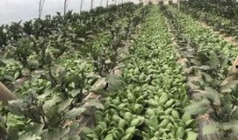 小魏吃瓜,揭秘娱乐圈那些不为人知的幕后故事