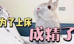 兔子可以吃瓜尖吗,揭秘兔子的饮食偏好