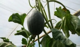 带你吃瓜野生大妈,带你领略“吃瓜大妈”的独特魅力