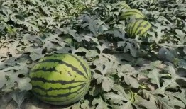 寿光东夏吃瓜,瓜果飘香，品味田园生活新篇章