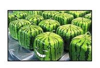 古时候吃瓜群众,古时“吃瓜群众”的趣味生活与社交现象