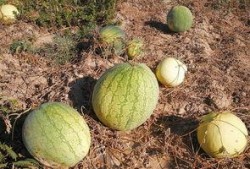 卖西瓜吃烂瓜,揭秘卖西瓜背后的奇妙故事