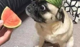 强行吃瓜,揭秘娱乐圈背后的那些事