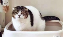 猫猫吃角瓜,猫猫的角瓜美食之旅