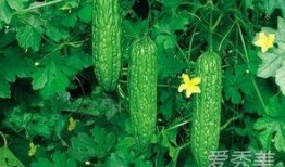 怀孕可以吃手瓜吗