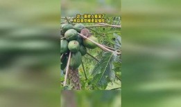 老鼠吃牛角瓜,牛角瓜中的神秘之旅