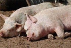 猪吃羊角瓜视频