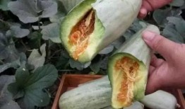 什么瓜不能削皮吃,哪些瓜类不宜削皮直接食用