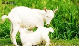 小羊798吃瓜,小羊798的瓜田奇遇记