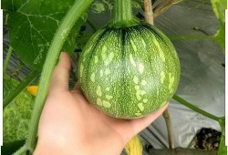 小晨晨吃瓜,小晨晨的瓜田奇遇记