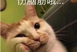 吃瓜巨宠后续,甜蜜复仇与爱情逆袭
