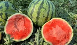 吃西瓜出来的瓜,一场甜蜜的瓜果盛宴