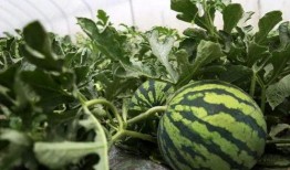 老者在路边吃瓜,老者闲适生活剪影