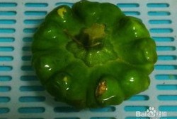 孕妇可以吃姜饼瓜