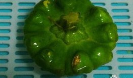 孕妇可以吃姜饼瓜