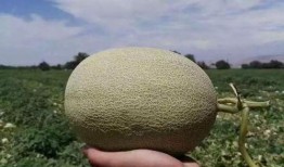 新疆哈密吃瓜,甜蜜诱惑，瓜香四溢的西域珍果