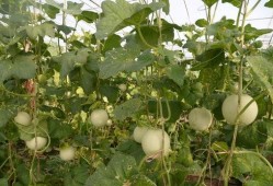 石狮凤凰城吃瓜,一场别开生面的“吃瓜”盛宴