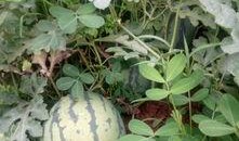 吃瓜的九染,揭秘吃瓜群众的狂欢盛宴