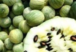 吃瓜手中的瓜子,揭秘吃瓜手中的瓜子世界