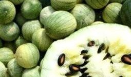 吃瓜手中的瓜子,揭秘吃瓜手中的瓜子世界