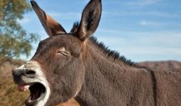 吃瓜少年张小驴,揭秘娱乐圈背后的那些事儿