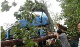 上树吃瓜图文,一窥夏日悠闲时光