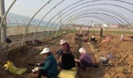 界首太和吃瓜事件,一场引发热议的街头冲突