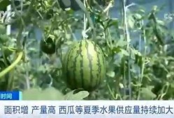 朝阳吃瓜群众吃西瓜,吃瓜群众畅享夏日西瓜盛宴