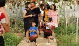 宝妈吃瓜事件,揭秘网络舆论背后的真相与反思