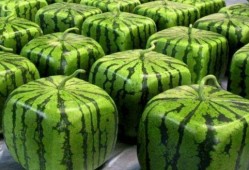 还是人口普查 吃瓜,吃瓜群众的生活变迁