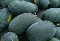 一起采瓜吃瓜,一起采瓜吃瓜的欢乐时光