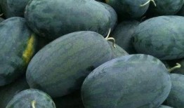 一起采瓜吃瓜,一起采瓜吃瓜的欢乐时光