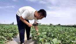 田间地头吃瓜,瓜香四溢的夏日时光