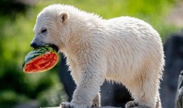 北极熊吃瓜,探索北极熊吃瓜的奇妙世界