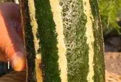 有谁的瓜可以吃